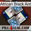 African Black Ant viagra5